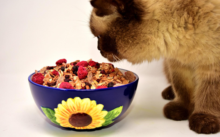 อาหารเม็ดแมว ยี่ห้อไหนดี เหมาะกับช่วงอายุ และถูกปากน้องแมว 2022